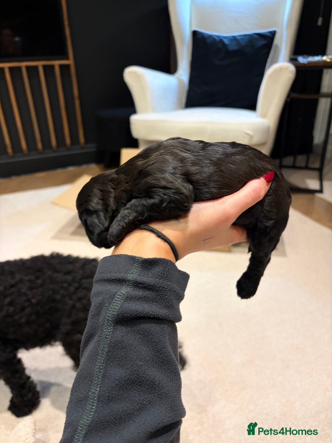 Cavapoo dogs for sale: Cavapoo (Cavalier Backcross) Puppies - Image 29