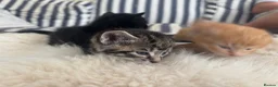 Mixed Breed cats for sale: Beautiful tabby kittens - Advert 13