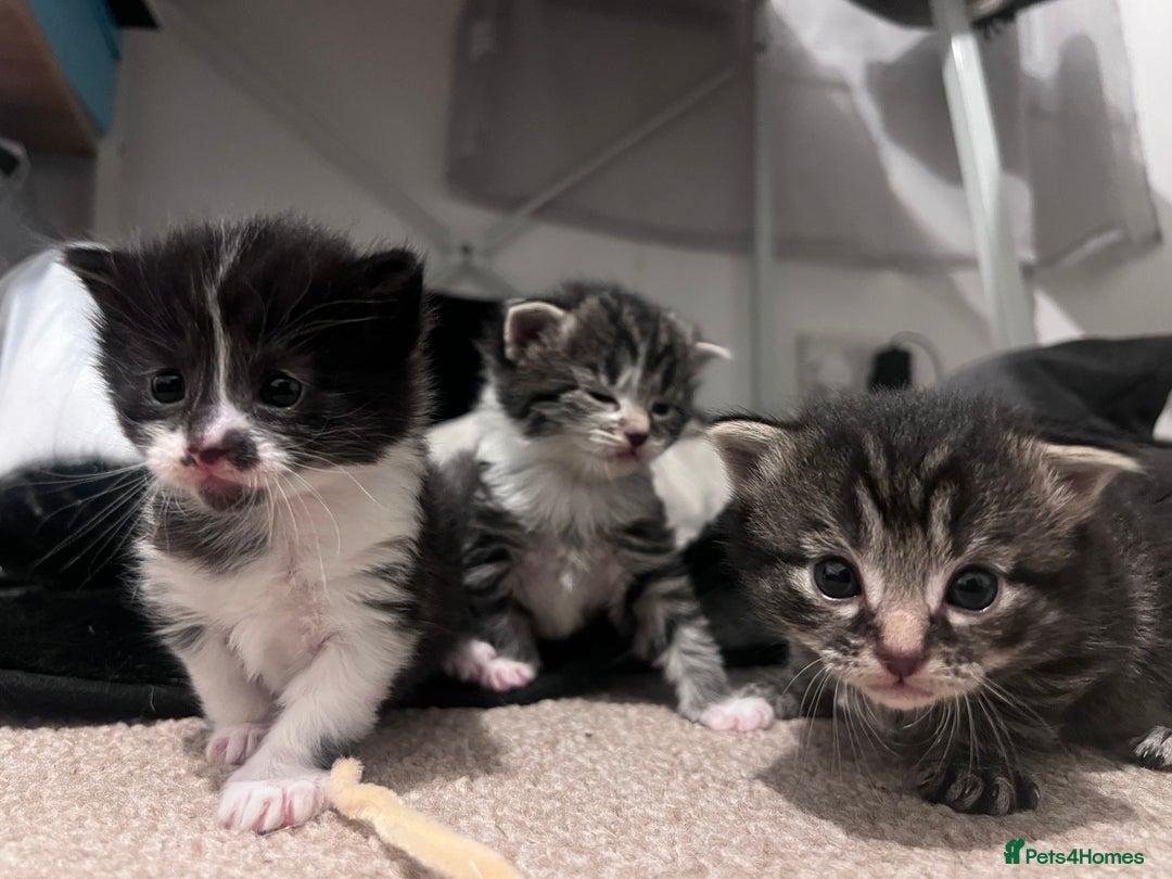 Mixed Breed cats for sale: 4 beautiful kittens 2 female 2 male - Advert 11