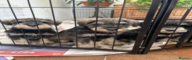 Miniature Schnauzer Puppy 1