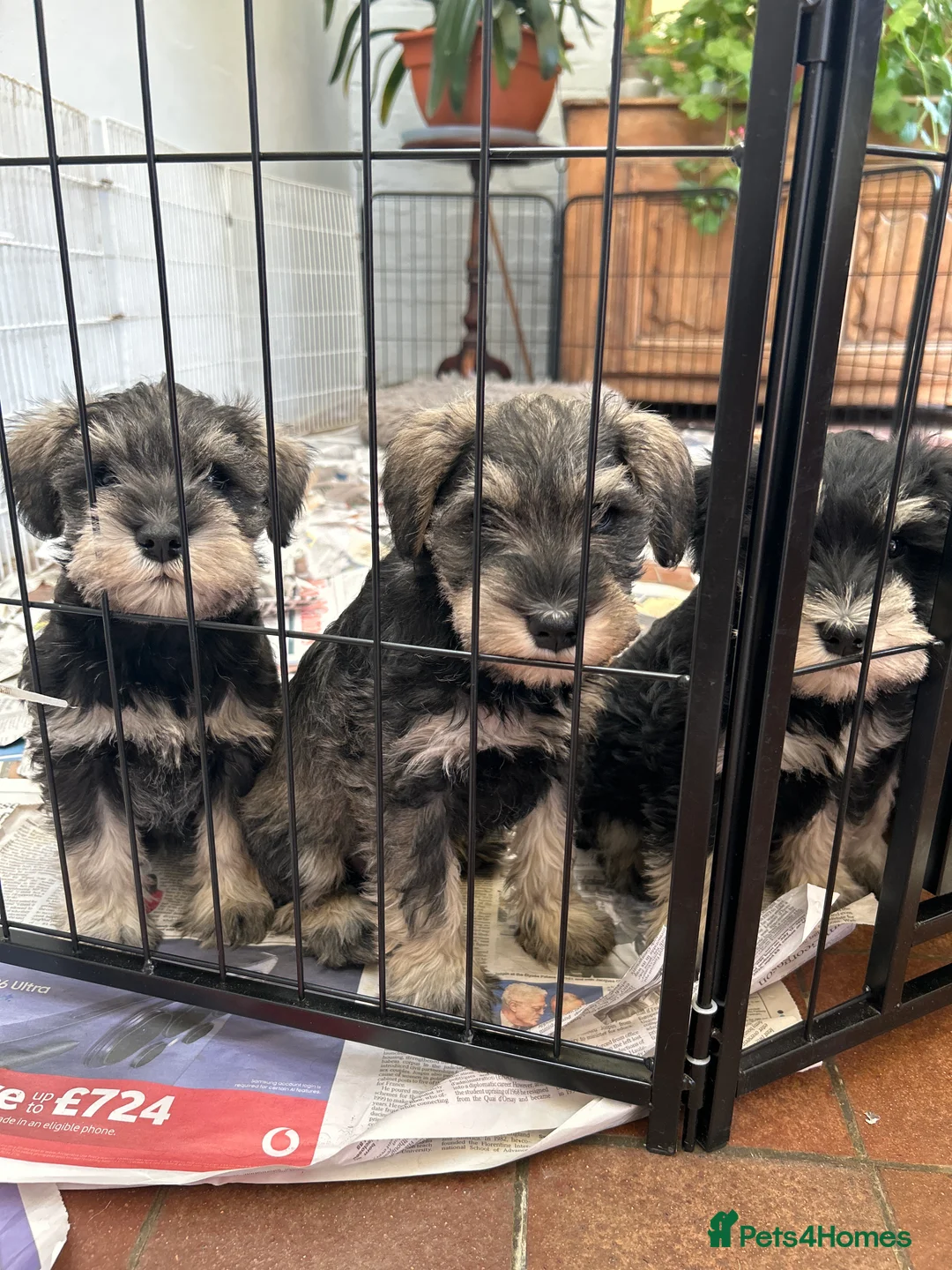 Miniature Schnauzer dogs for sale: Beautiful Miniature Schnauzer Puppies For Sale - Advert 6