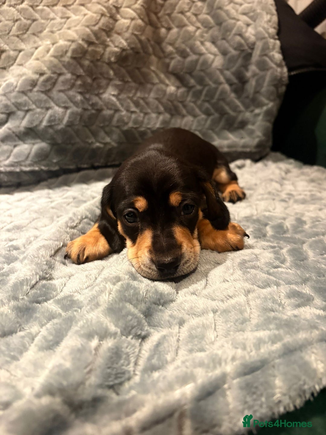 Miniature Dachshund dogs for sale: ✨ Miniature Dachshund Puppies ✨ - Advert 12