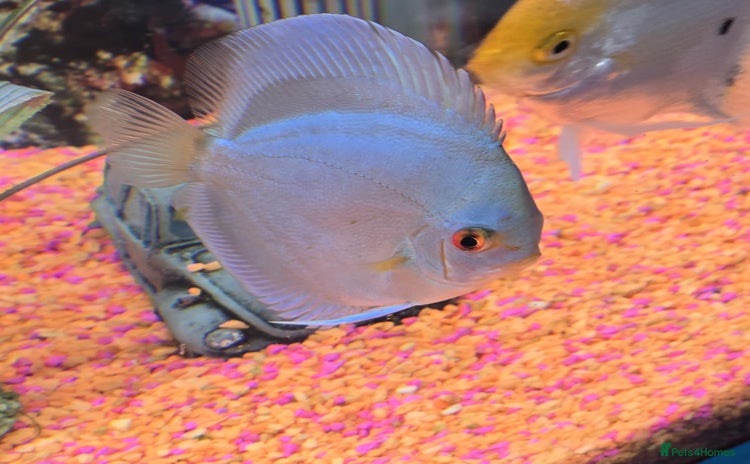 Tetras fish - Advert 1