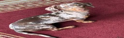 Miniature Dachshund dogs for sale: Meet Rolo, sweet little 6 month-old Dachshund - Advert 4