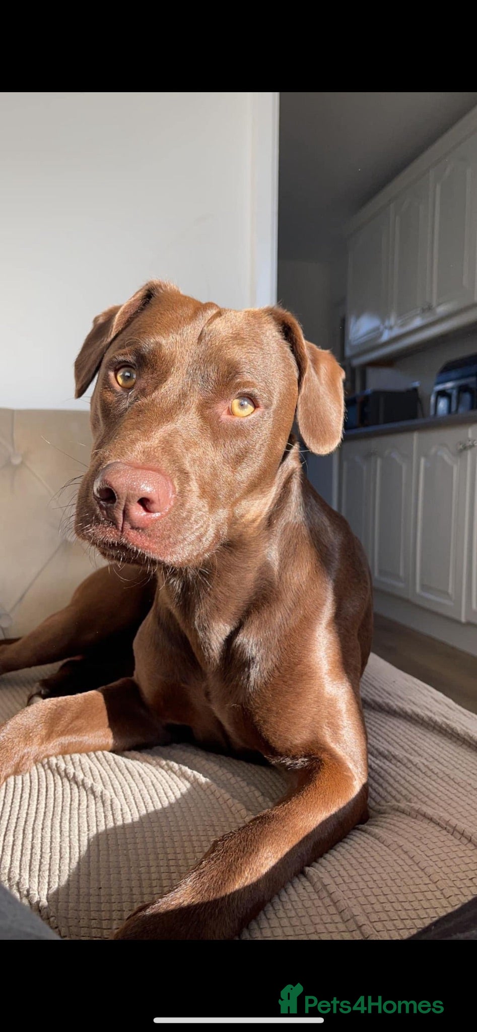 Mixed Breed dogs Patterdale x lurcher - Advert 8