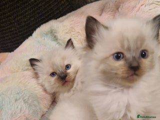 Ragdoll cats Ragdoll kittens looking for forever homes - Advert 17