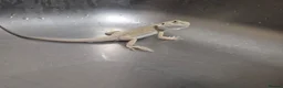 Bearded Dragon reptiles for sale: Baby bearded dragons  - Advert 7