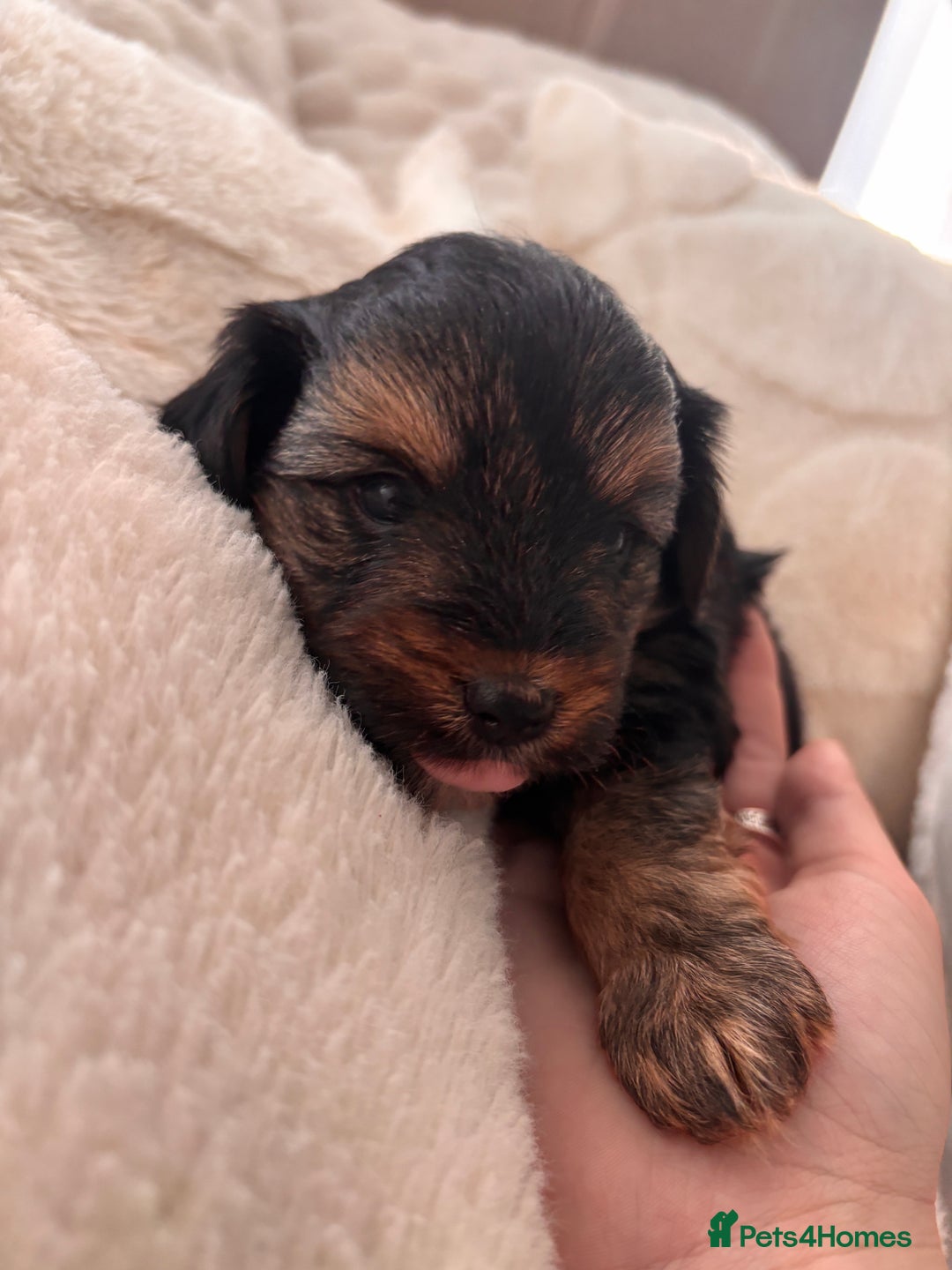 Yorkshire Terrier dogs for sale: Pedigree Yorkshire Terrier - Advert 23