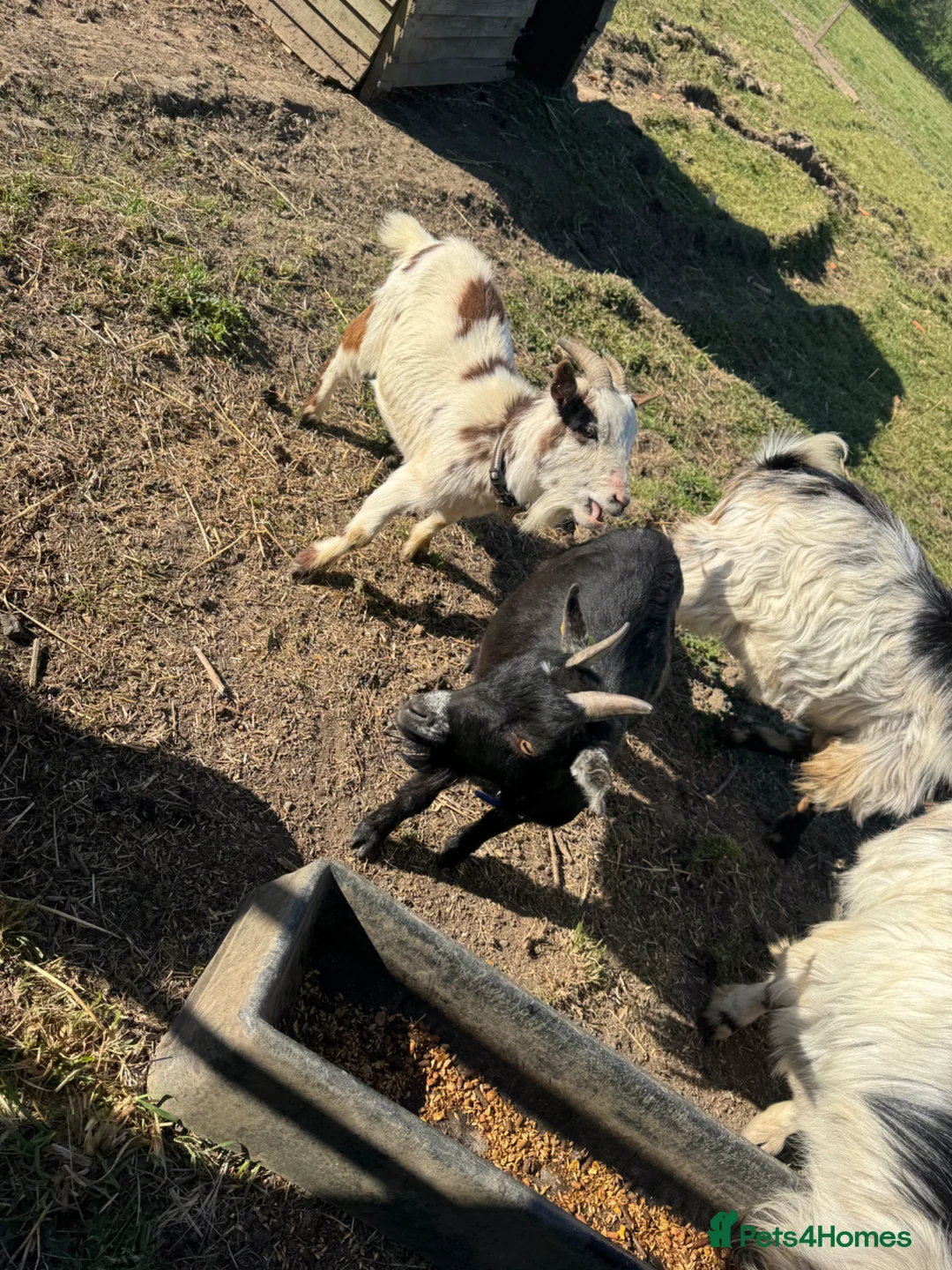 Goats livestock for sale: 2 female pigmy goats for sale  - Advert 2