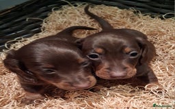 Miniature Dachshund dogs for sale: MINIATURE DASCHUND BOYS  - Advert 2