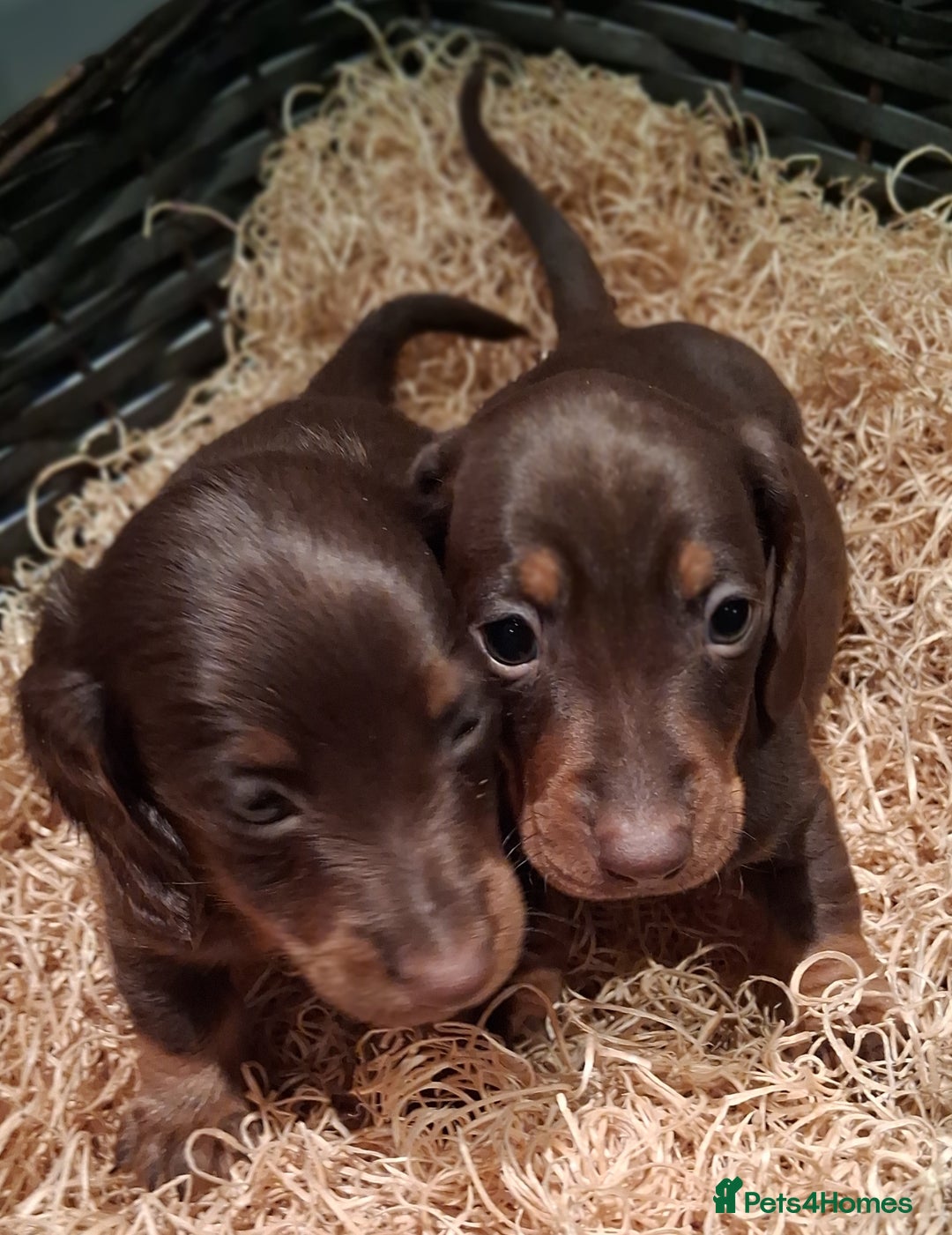 Miniature Dachshund dogs for sale: MINIATURE DASCHUND BOYS  - Advert 2