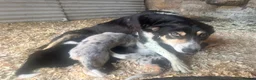 Border Collie dogs for sale: Merle and collie pups  - Advert 8