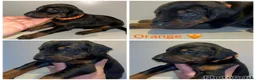 Dobermann dogs for sale: 5 beautiful puppies for sale  - Advert 6