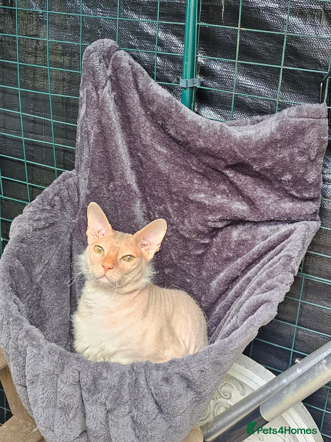 Siamese cats for sale: Siamese X Sphynx kittens - Advert 29