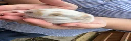 Mini Lop rabbits for sale: Beautiful Mini Lops Available to Reserve - Advert 3