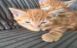 Mixed Breed cats for sale: Kittens  - Image 1