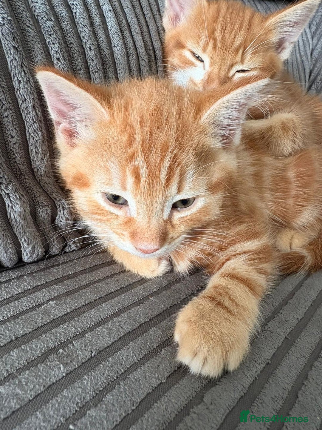 Mixed Breed cats for sale: Kittens  - Image 1