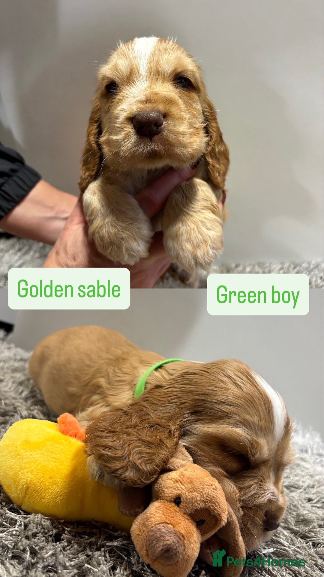 Cocker Spaniel dogs for sale: ✨STUNNING SABLE SHOW TYPE COCKER SPANIEL PUPPIES✨ - Advert 9