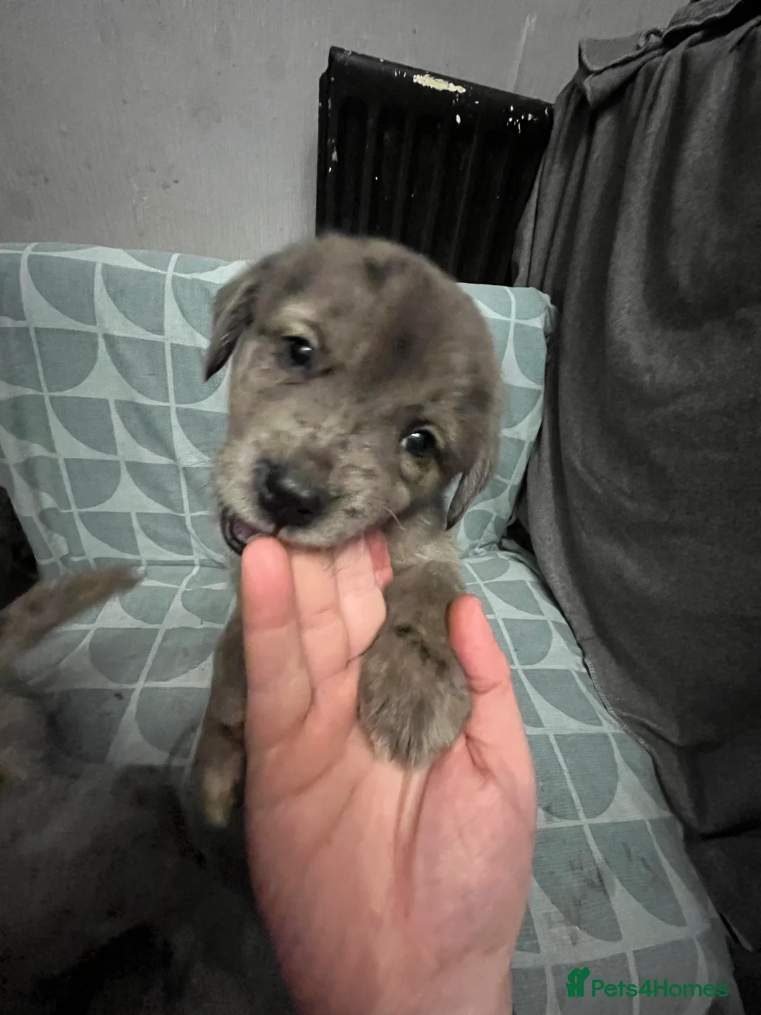 Mixed Breed dogs for sale: Beautiful Merle Caucasian corso - Advert 17