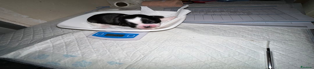 Lhasa Apso Puppy 3