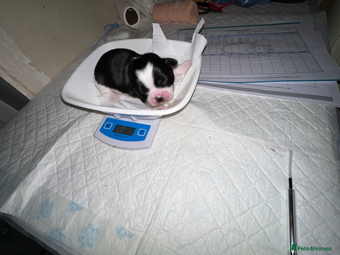 Lhasa Apso dogs for sale: KC Reg Lhasa Apso pups GPRA clear - Image 12