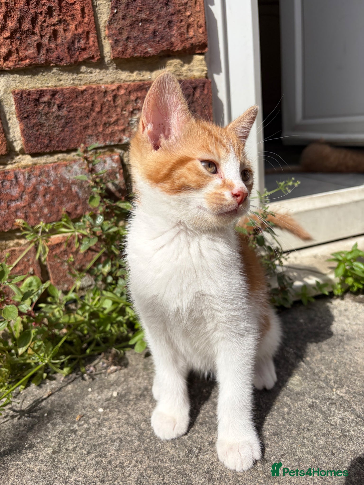 Mixed Breed cats for sale: Beautiful litter of kittens - Advert 10
