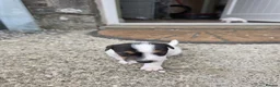 Jack Russell dogs for sale: Jack russell puppies in Newton Stewart - Advert 12