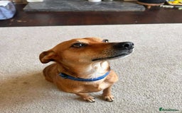 Mixed Breed dogs for adoption: Mickey – Cheeky, Cuddly and Charming Companion - Image 8