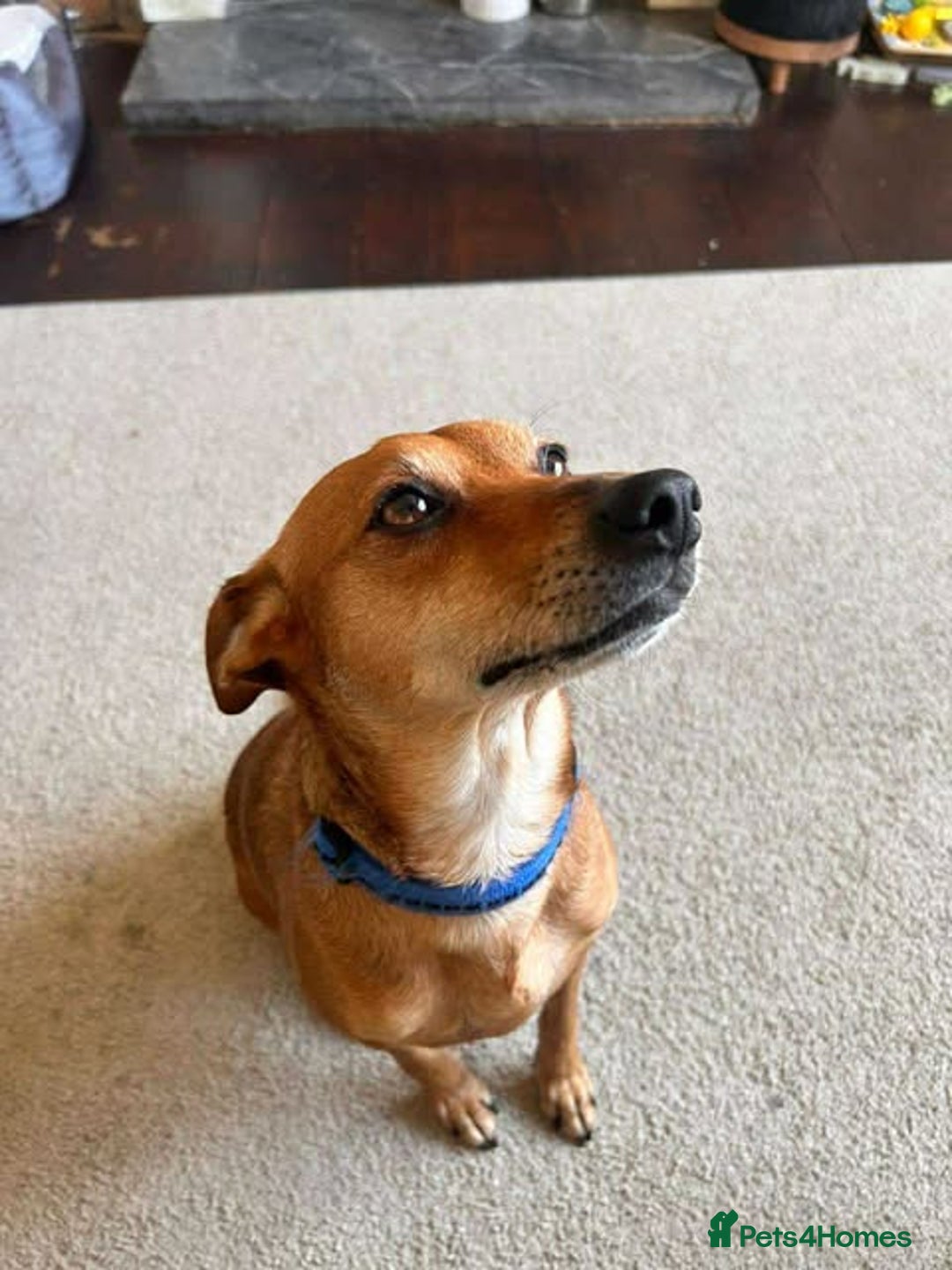 Mixed Breed dogs for adoption: Mickey – Cheeky, Cuddly and Charming Companion - Image 8