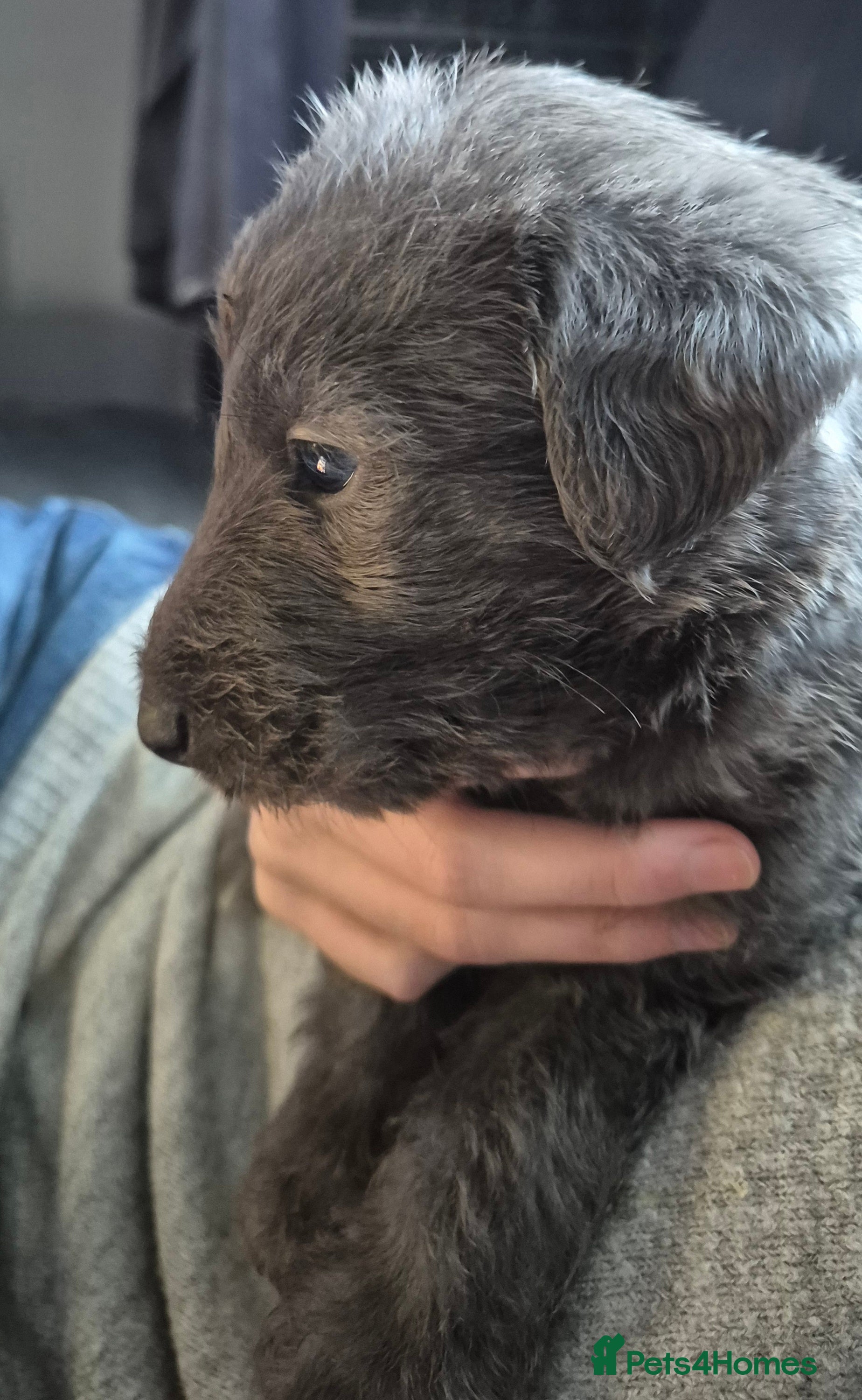 Bedlington Terrier dogs Stunning Beddlington x Whippet boys - Advert 20