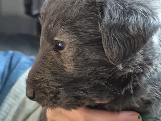 Bedlington Terrier dogs Stunning Beddlington x Whippet boys - Advert 20