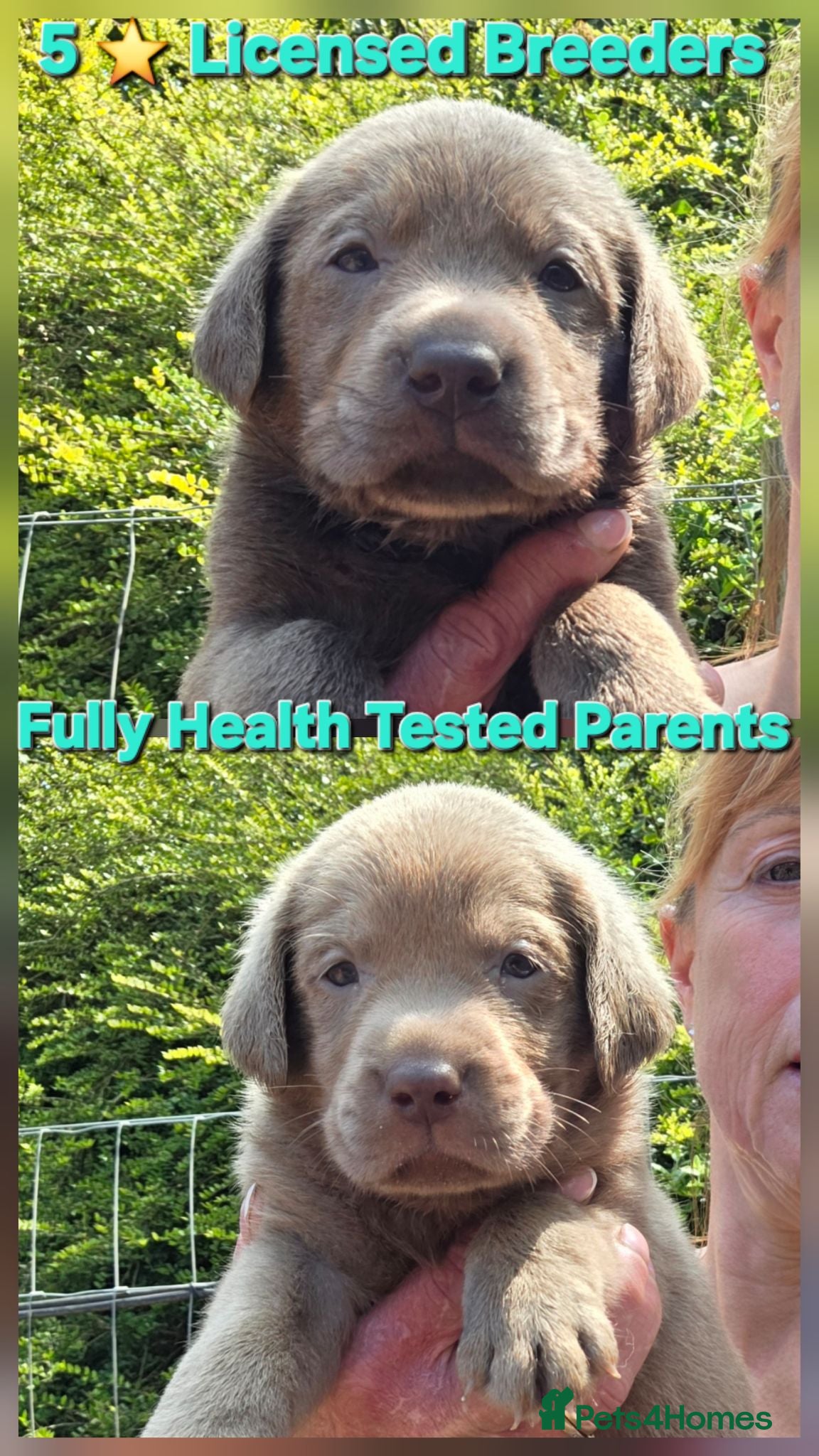 Labrador Retriever dogs Beautiful KC Silver Labradors  - Advert 1