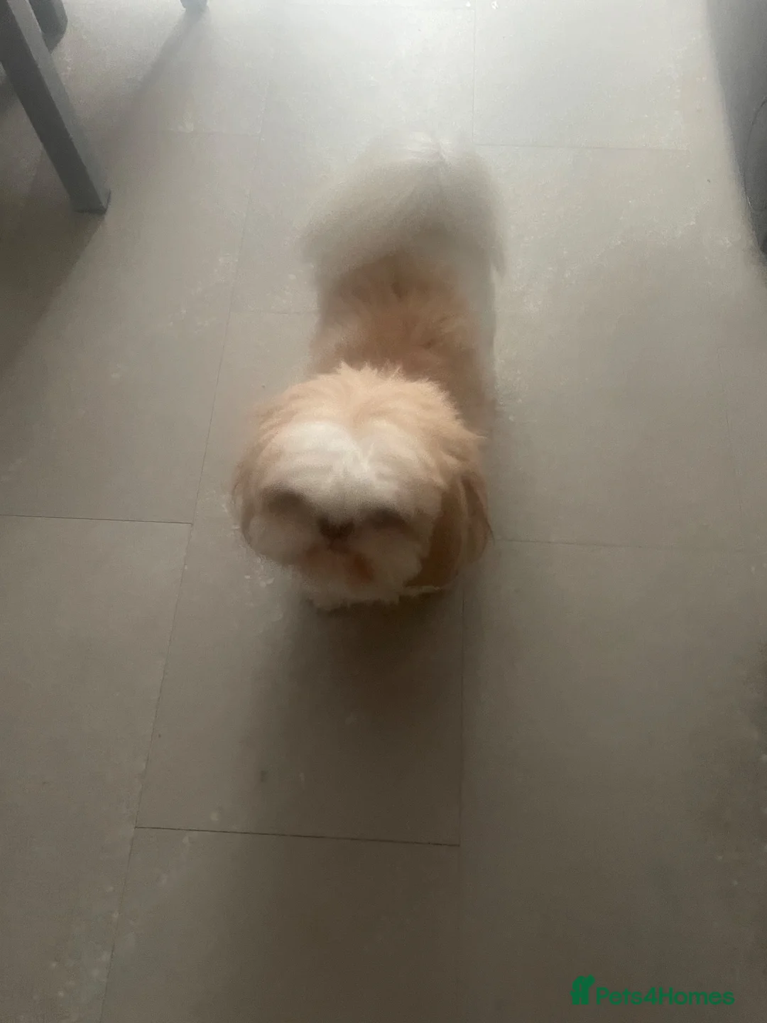 Shih Tzu dogs for sale: Male ship tzu in Birmingham - Advert 4