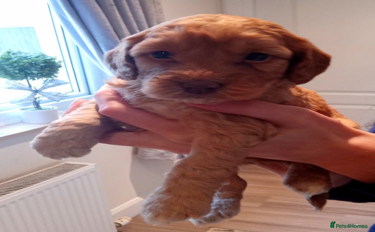 Cockapoo dogs - Advert 1