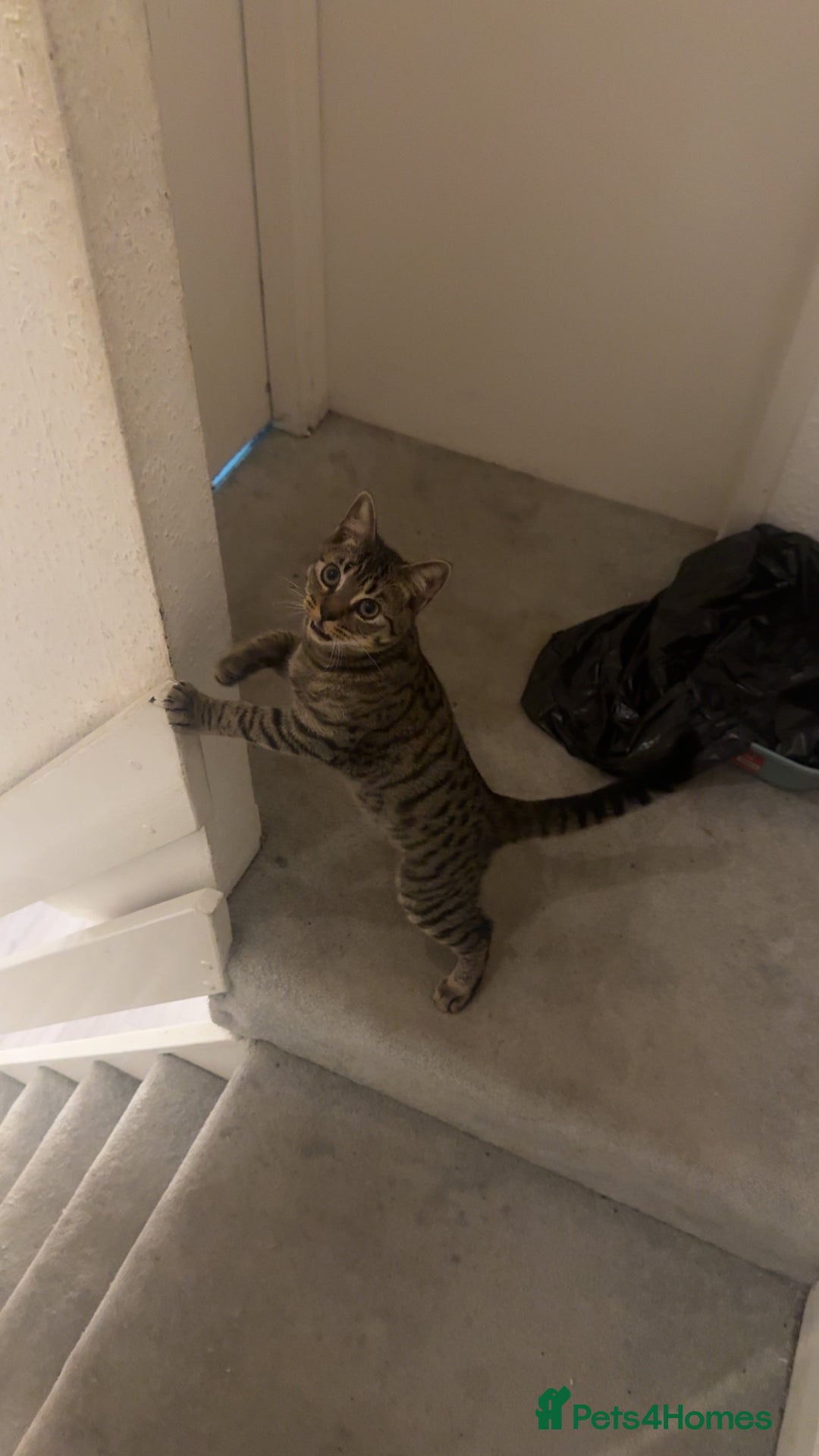 Mixed Breed cats for sale: Tigger  - Image 1
