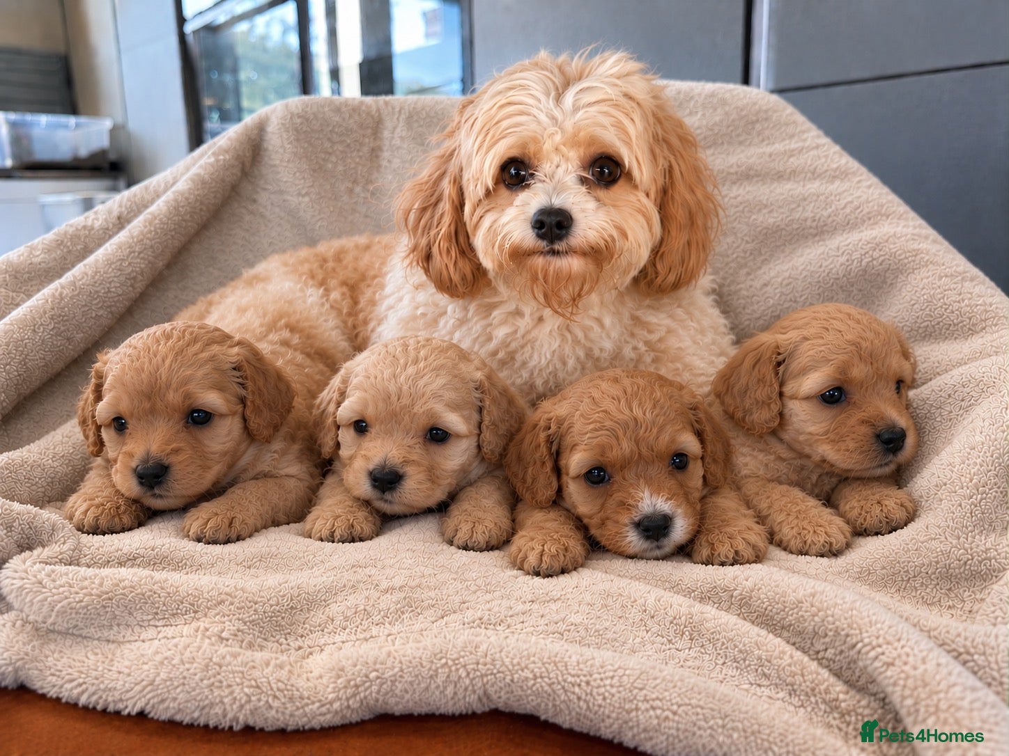 Cavapoochon dogs Cavapoochon  - Advert 1