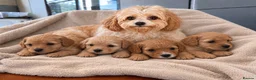 Cavapoochon dogs for sale: Cavapoochon  - Advert 1