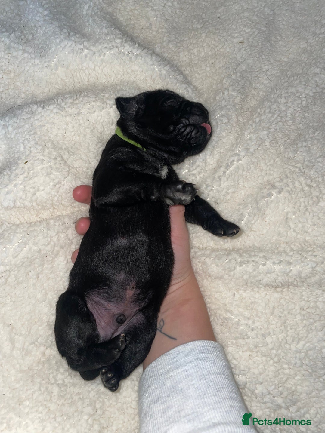 Cane Corso dogs for sale: Harlequin cane corso x pedigree cane corso puppies - Advert 21