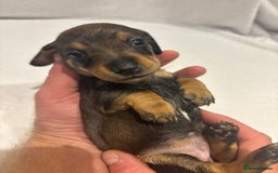 Dachshund dogs for sale: Dachshund puppies  - Image 9