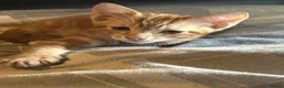 Mixed Breed cats for sale: ADORABLE KITTEN LOOKING FOR THERE FOREVER HOME in London - Advert 11