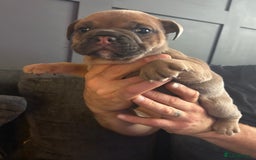 Mixed Breed dogs for sale: Bulldog puppy’s  - Image 8