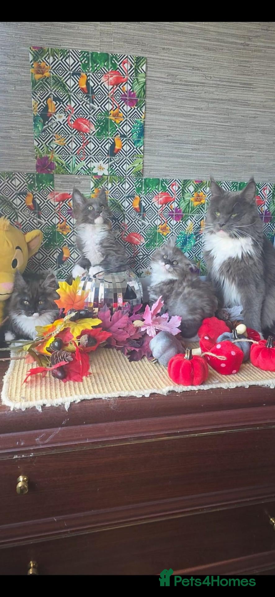 Maine Coon cats Maine Coon beauty,  Pure Pedegree  - Advert 2