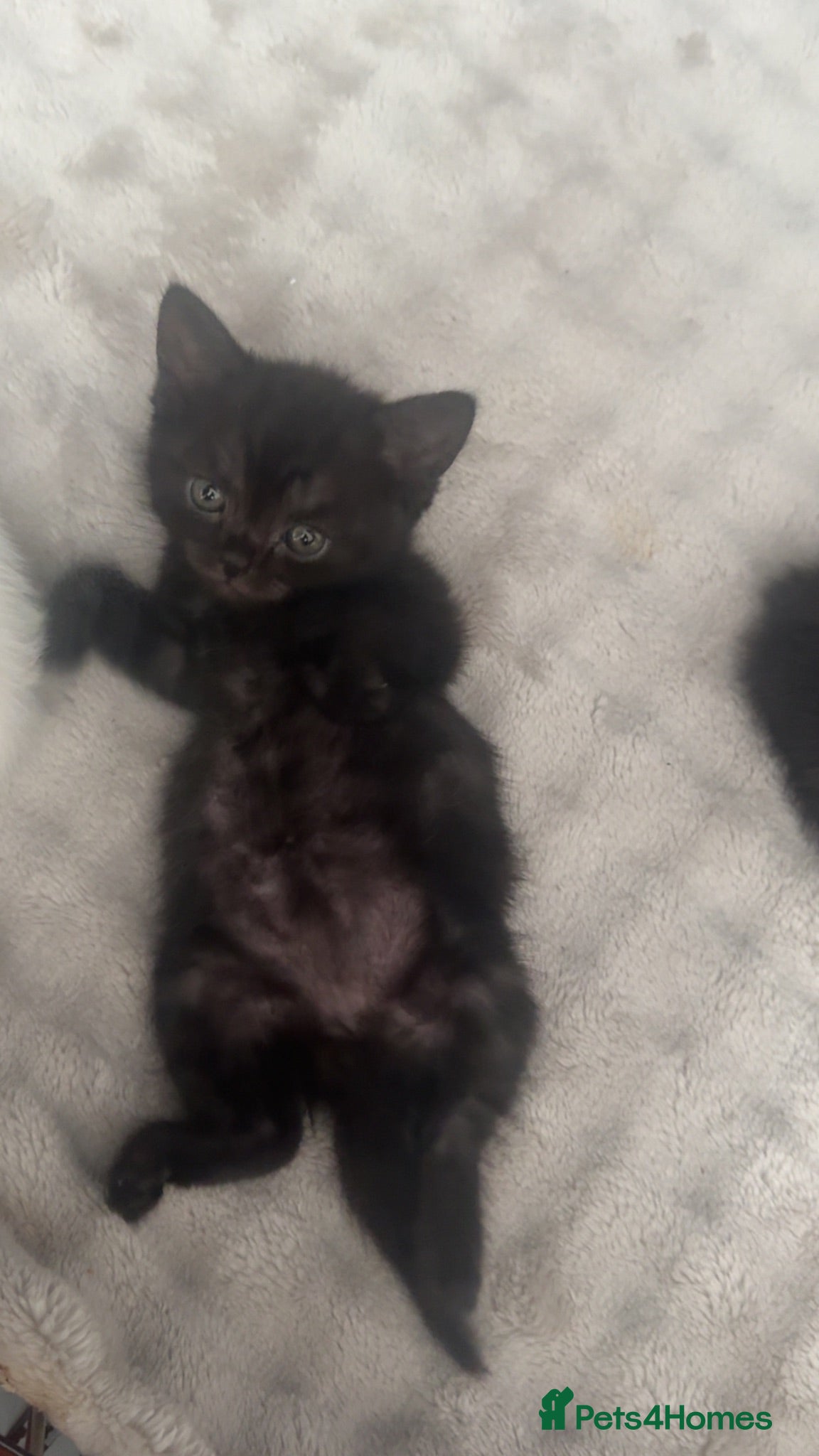 Persian cats Kittens  - Advert 14