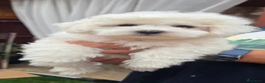 Bichon Frise 2