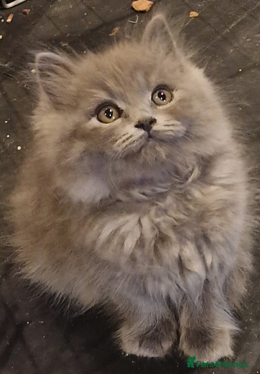 British Longhair cats for sale: Blue & Lilac Gorgeous fluffy BLH male kittens - Advert 10