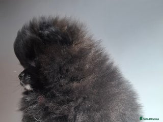 Pomeranian dogs Pomeranian puppies - Advert 2