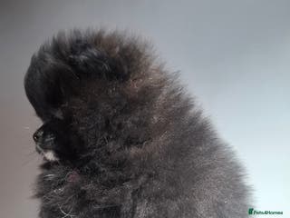 Pomeranian dogs Pomeranian puppies - Advert 2