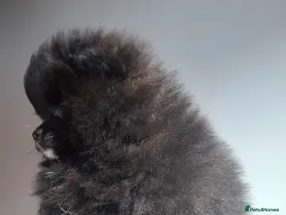 Pomeranian dogs Ready to travel to new home 🏡 - Advert 1