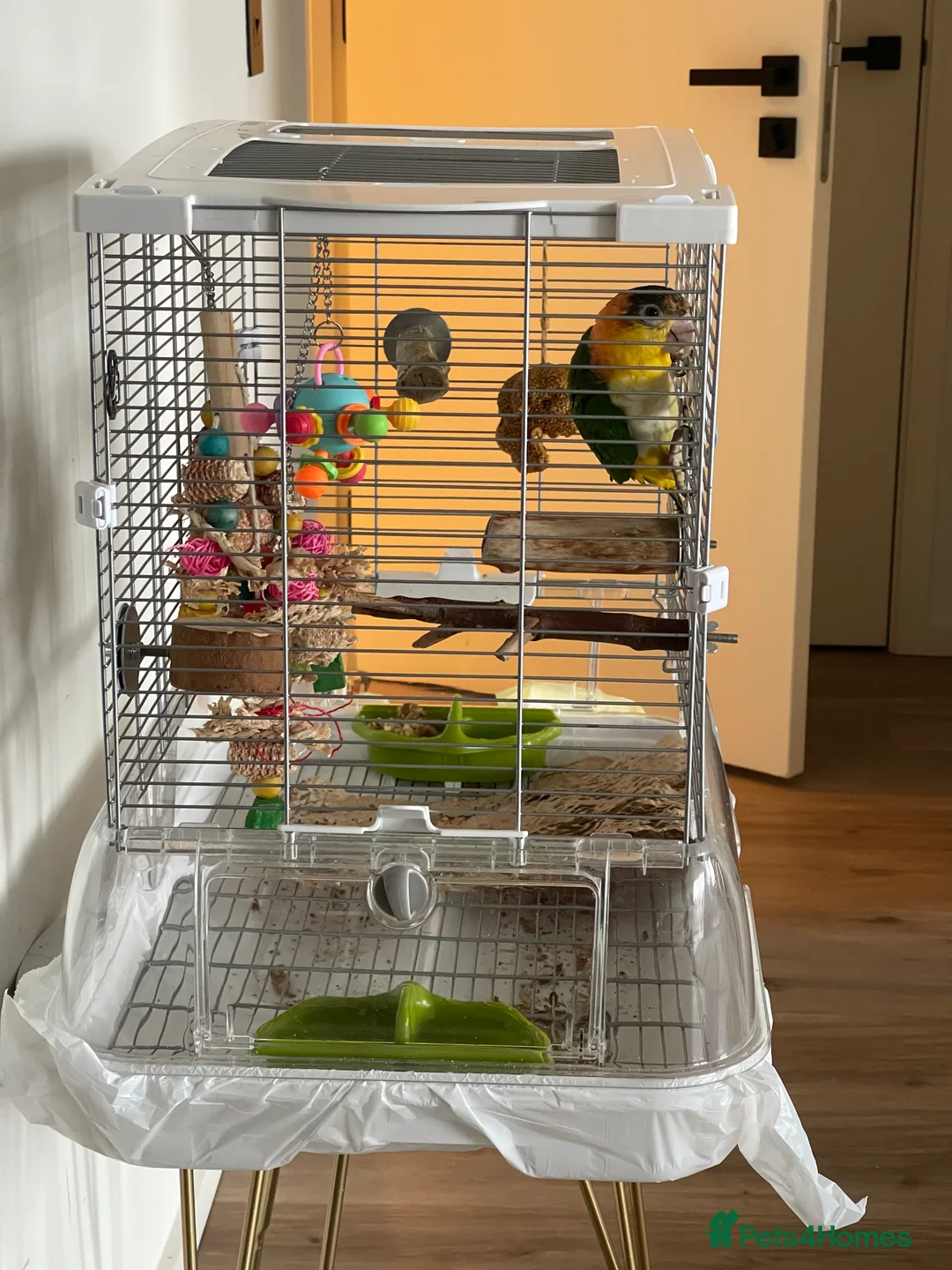 Parrots birds for sale: Super Tame Female Golden-Headed Caique in London - Advert 6