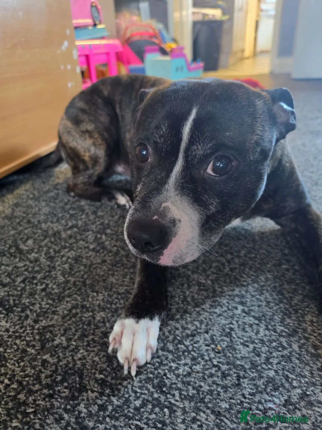 Staffordshire Bull Terrier dogs for sale: Chance is looking for good home  - Advert 2